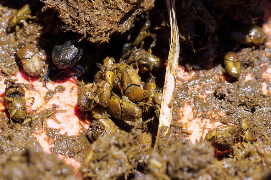 Dung Beetles, mostly Euoniticellus fulvus with Onthophagus binodus