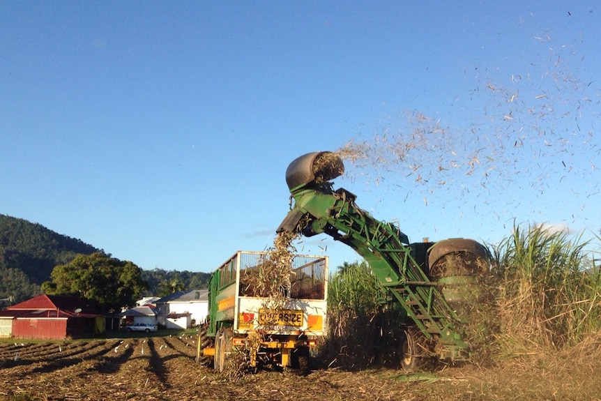 A green cane harvester cutting cane and spitting it into a bin being pulled behind a tractor