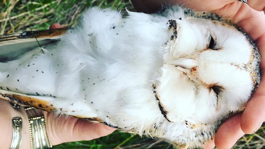 woman's hands holding a dead barn owl