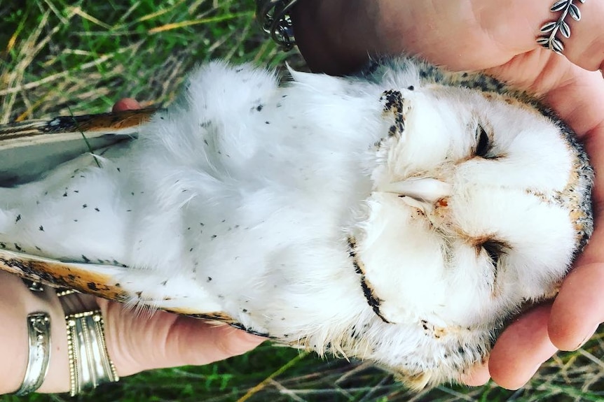 woman's hands holding a dead barn owl