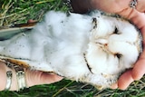 woman's hands holding a dead barn owl