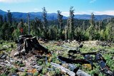 A Tasmanian forest after logging