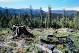 A Tasmanian forest after logging