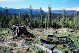 The Opposition has called on the State Government to intervene in the forest peace talks but the Greens are urging patience.