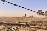 Looking through a barbed wire fence to desolate paddocks as trees are pummelled by wind. Dust haze on horizon paints out the sky