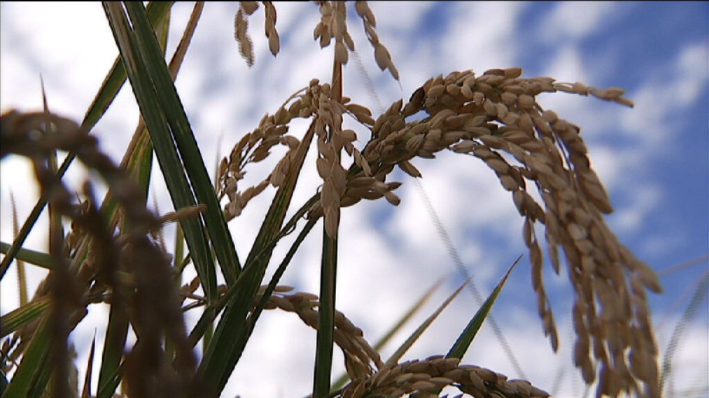 Rice Revival - ABC News