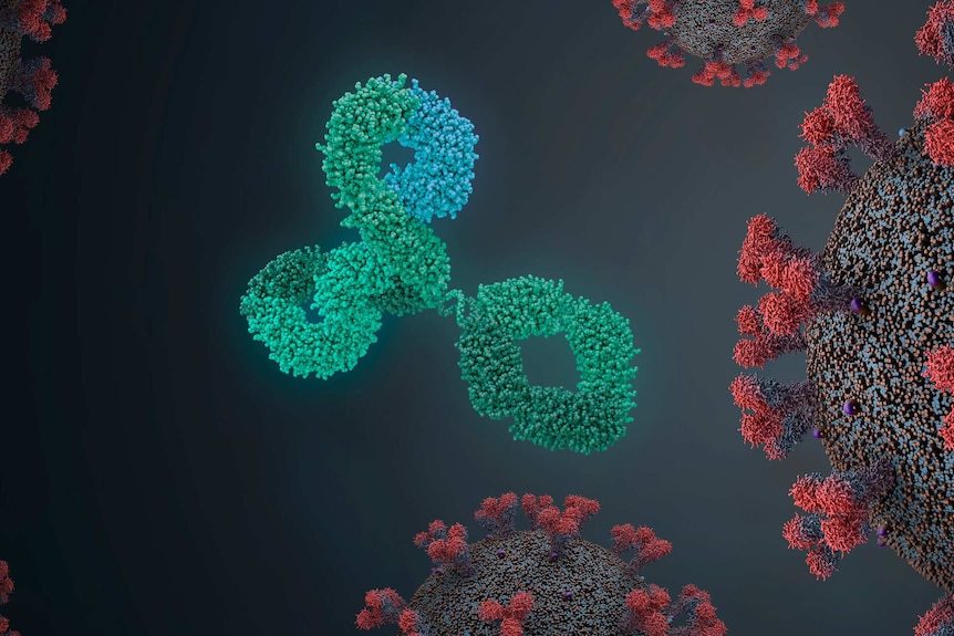 A blue-green Y-shaped molecule surrounded by virus particles covered with red spikes.