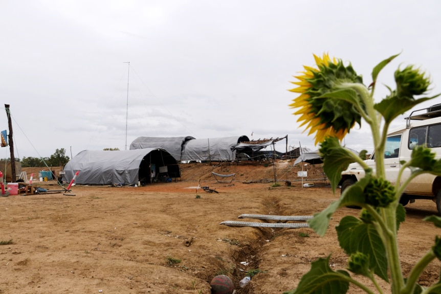 a bright yellow sunflower overlooks a few dome-like shelters at a camp