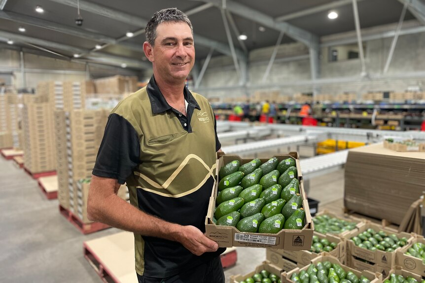Man smiles as he holds a tray of avocados in his packing shed