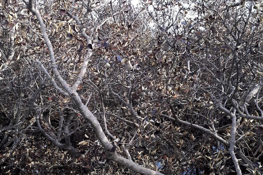 Browned off mangroves above shallow water.