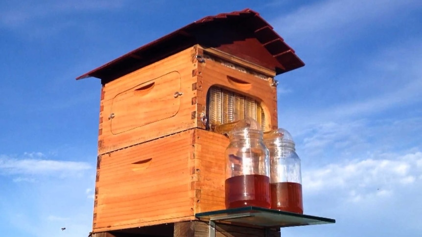 Honey flowing from a hive tap.