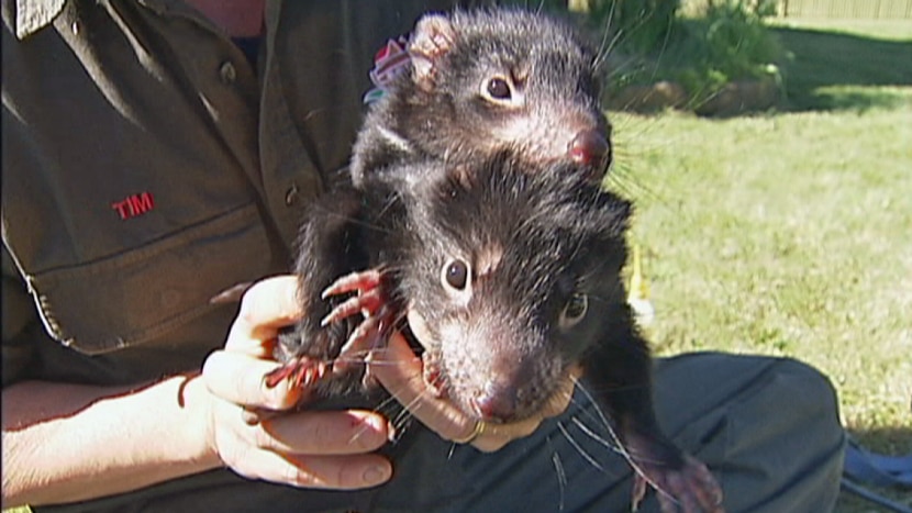 Two Tasmanian devil joeys being held by a conservationist at the Devil Ark sanctuary in NSW's Barrington Tops.
