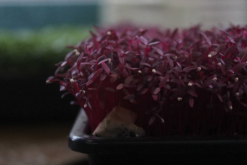A close up photo of a micro red garnet herb.