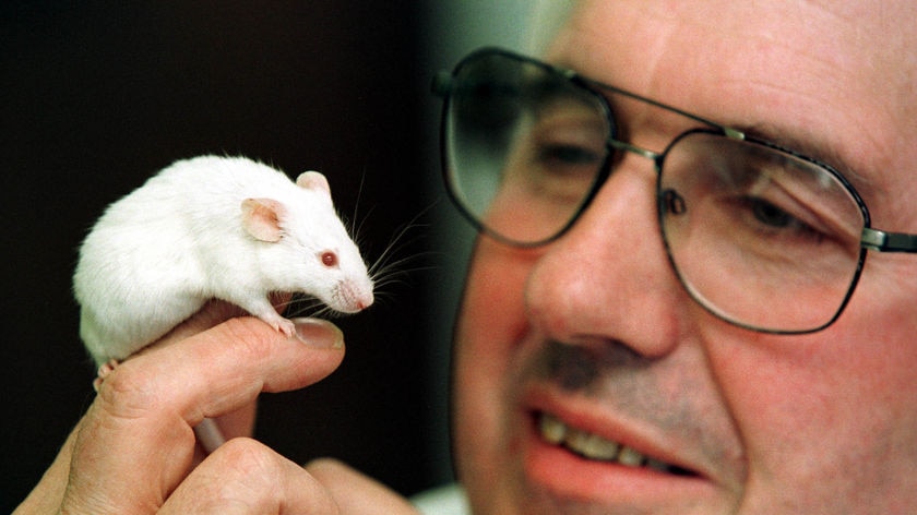 The oldest mice are nine months old and while some are showing abnormalities, they are reproducing.