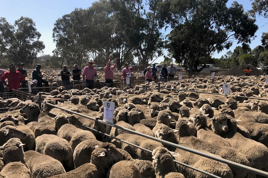 Mobs of sheep wait in pens