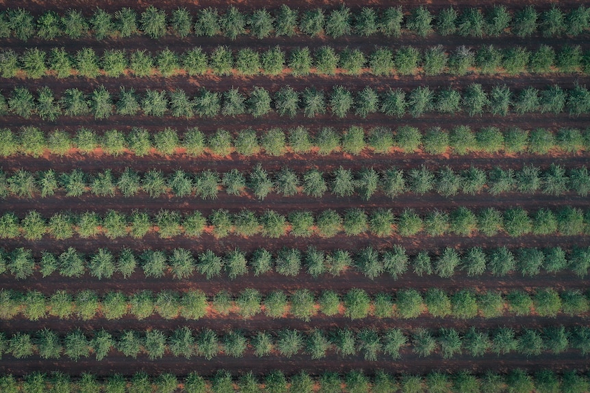 trees with green foliage on red dirt