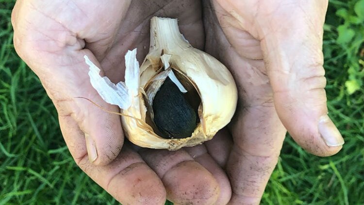 Garlic in the hands of the producer Mark Johnstone. The white garlic and black garlic bulb