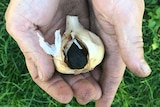 Garlic in the hands of the producer Mark Johnstone. The white garlic and black garlic bulb