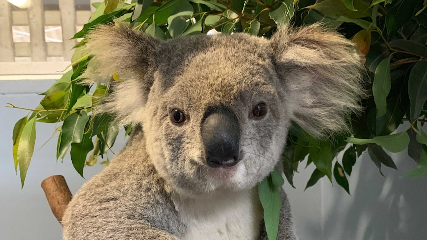 A koala sitting on a branch inside an animal treatment room.