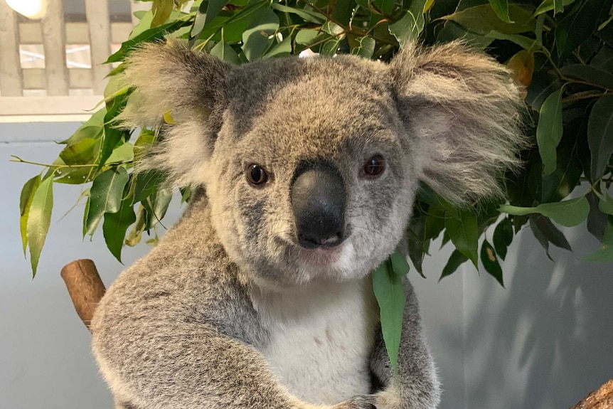 A koala sitting on a branch inside an animal treatment room.