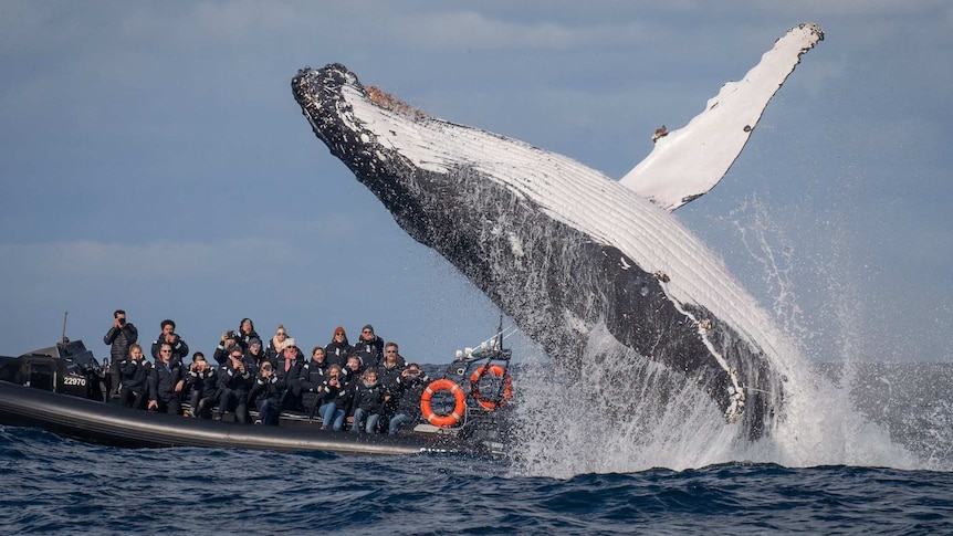 Baleine à bosse brisant devant un bateau d'observation des baleines