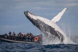 Humpback whale breaching in front of a whale watching boat
