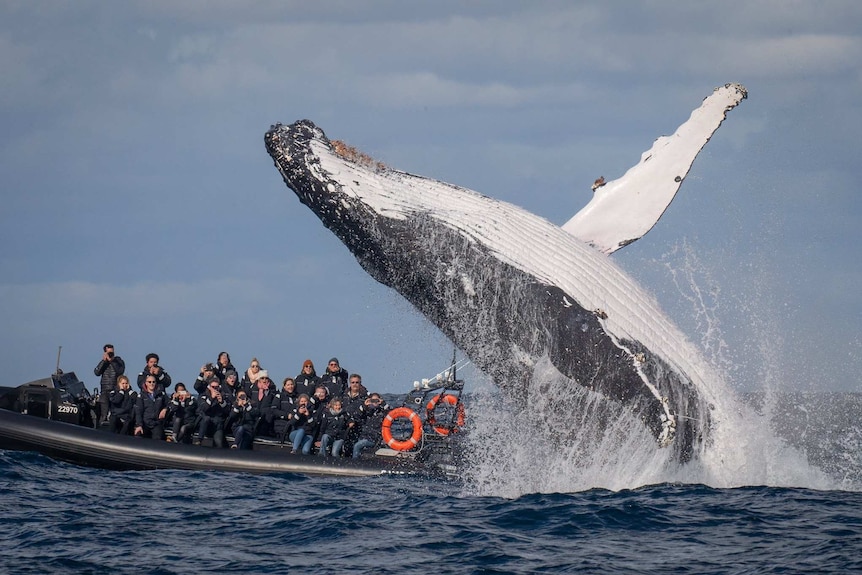 Humpback whale breaching in front of a whale watching boat