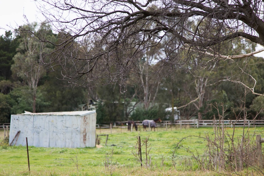 Horses in a field, corrugated iron shed.
