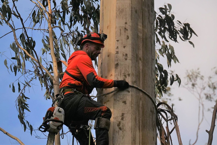 A man uses rope to secure himself to a tree.