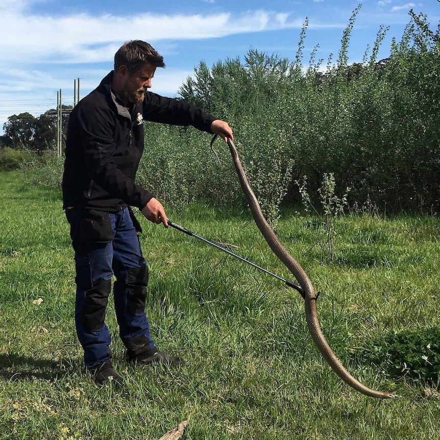 A man handles a huge snake in a grassy area.