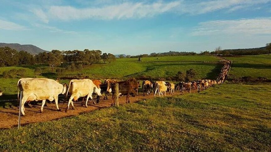 Dairy cows walk along a lane