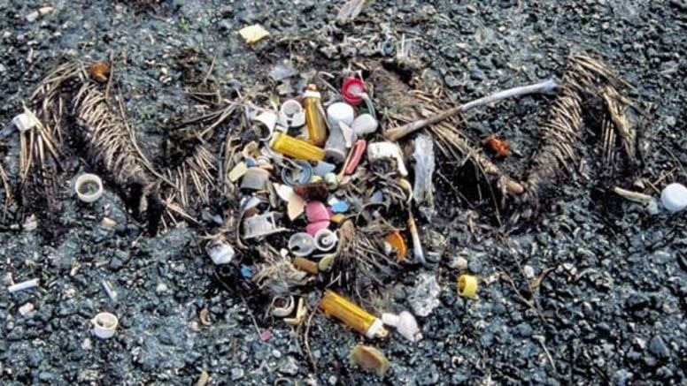 The remains of a sea bird showing the plastic debris that it had eaten.