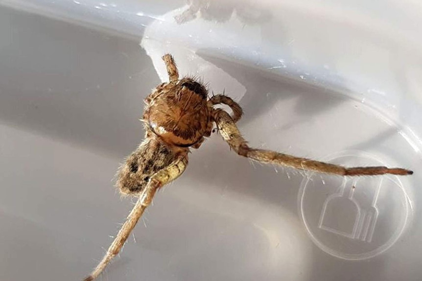 A two-legged huntsman spider sips water from a piece of cotton wool soaked in water