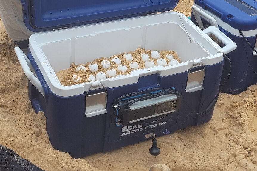 National parks ranger with turtle eggs in esky incubator