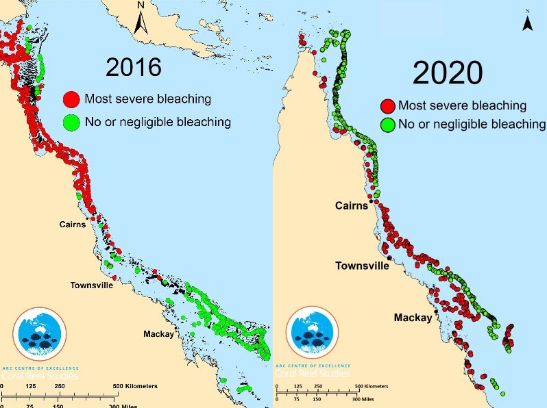 A composite of two maps, showing bleaching in 2016 and 2020.