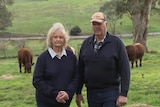 a woman and a man standing in a paddock with cattle grazing in the background