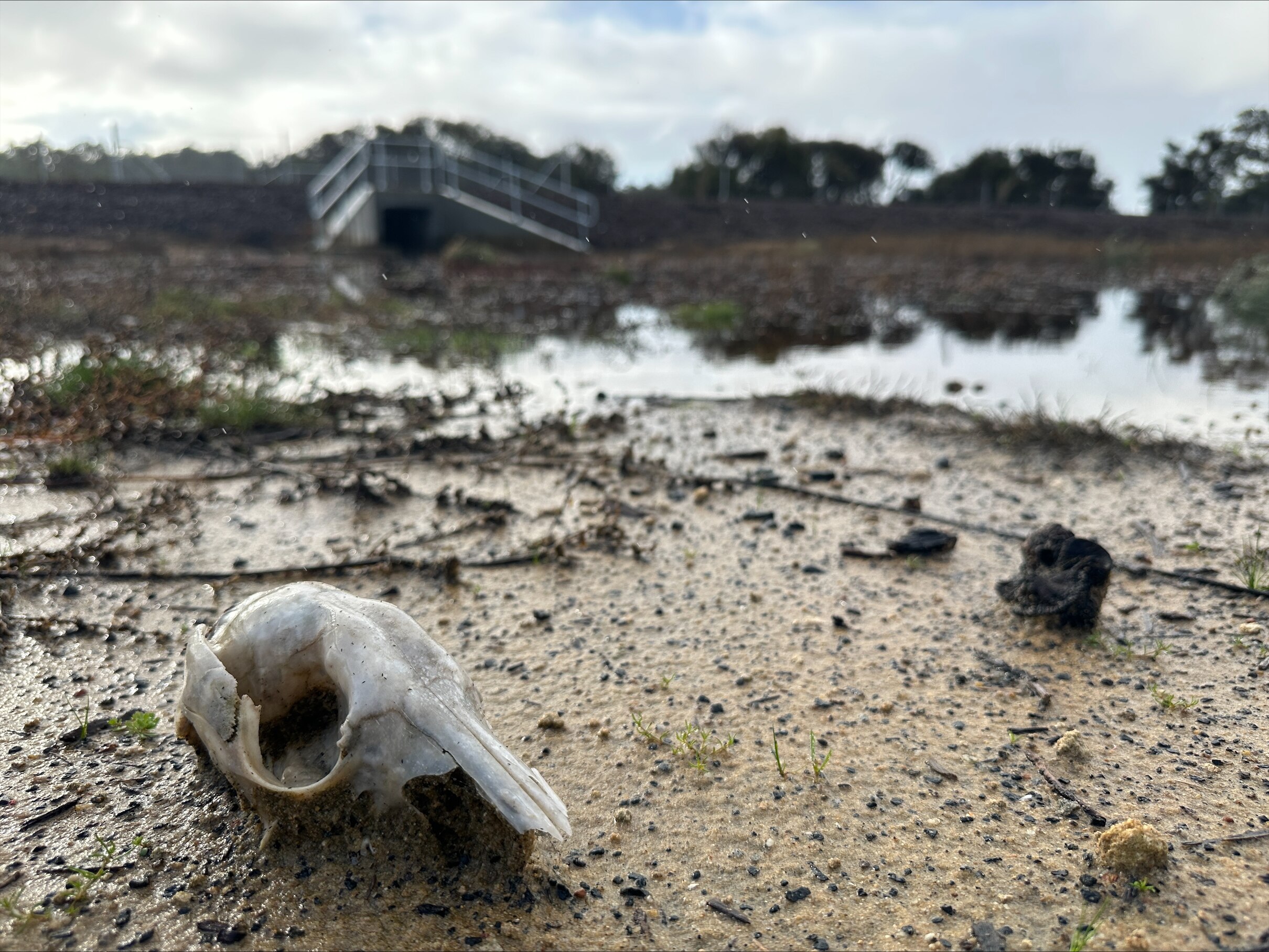 Un cráneo de canguro en el costado de la carretera en primer plano con un paso subterráneo de fauna en el fondo. 