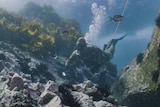 A man in a diving suit swims toward a sea urchin holding a tool to remove it.