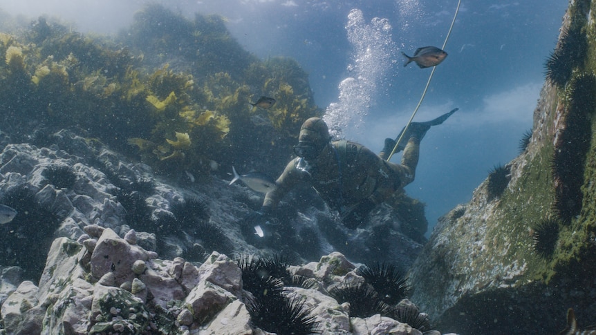 A man in a diving suit swims toward a sea urchin holding a tool to remove it.