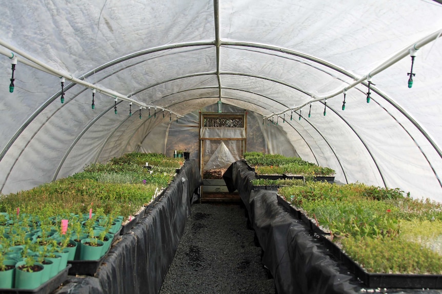 A greenhouse full of cuttings and seedlings of native Tasmanian plants