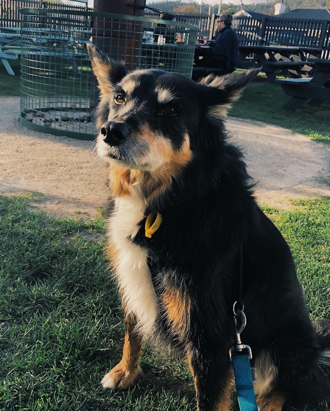 A kelpie cross border collie looks up while sitting on some grass 