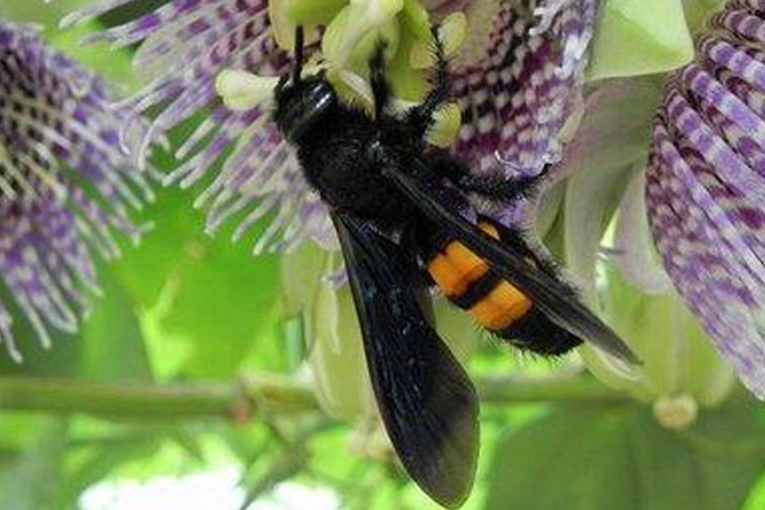 A wasp visits a passionflower
