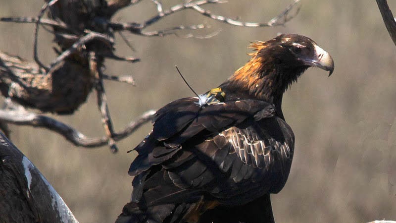 Wedge-tailed eagle Gidgee at Lorna Glen/Matuwa.