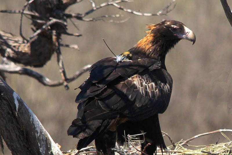 Wedge-tailed eagle Gidgee at Lorna Glen/Matuwa.