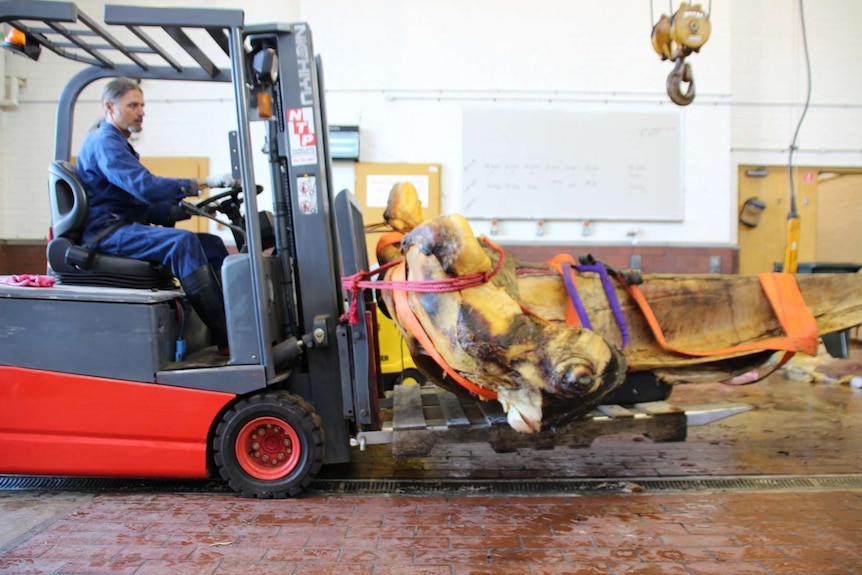 A man in a blue jumpsuit sitting in a forklift transports the upper jaw of a humpback whale, which is tied to the vehicle.