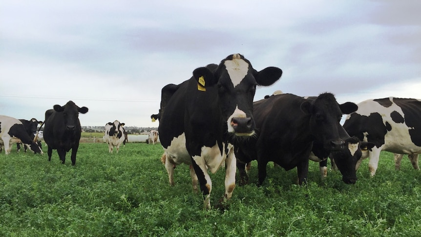 Black and white dairy cattle graze among tall green pastures on an overcast day