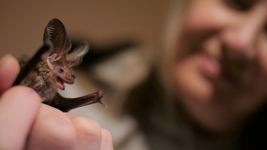 A tiny bat with large ears and open mouth in the hand of a woman who is blurred out in the background.