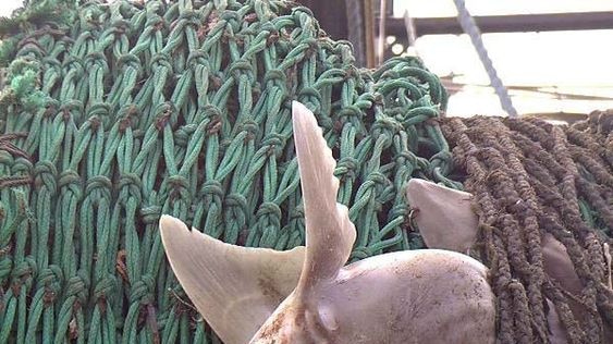 A Spiny Dogfish caught in a trawler's nets