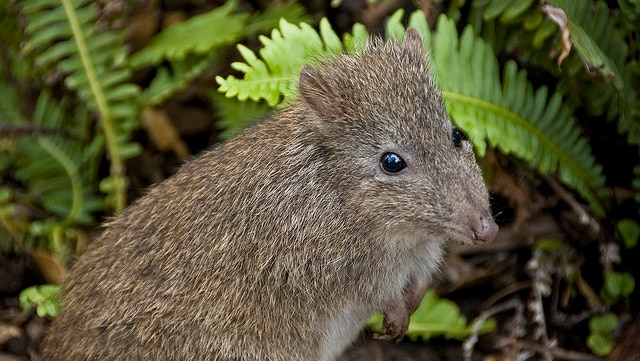 Long-nosed Potoroo