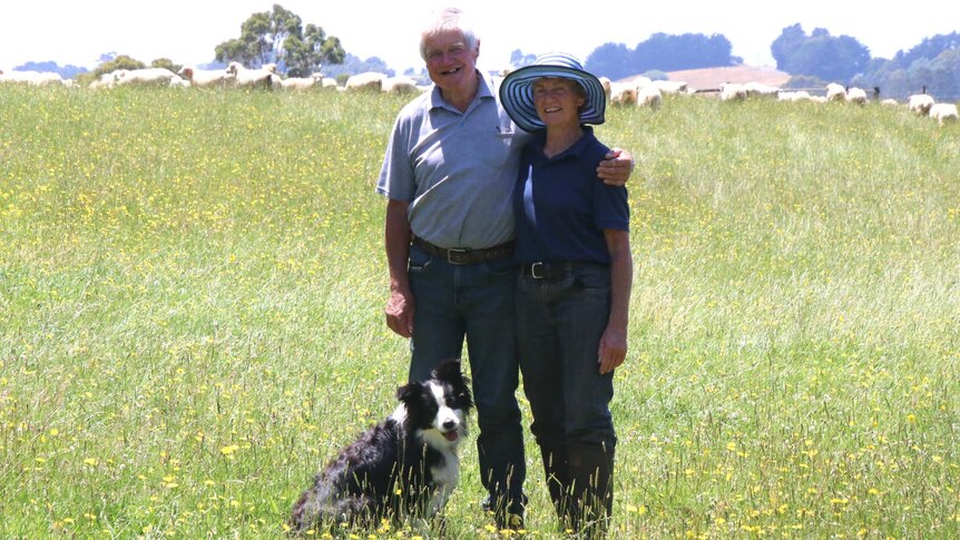 Carl and Jann Terrey with their dog Ali in a paddock full of sheep.